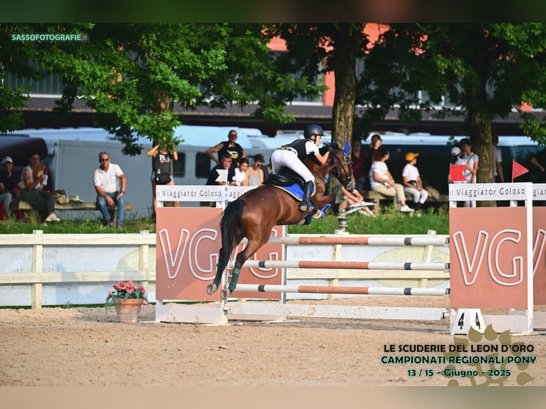 Francuski kuc wierzchowy Wałach 10 lat 142 cm Gniada in Legnano