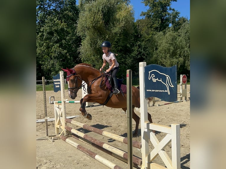 Francuski kuc wierzchowy Wałach 12 lat 148 cm Kasztanowata in Walldorf