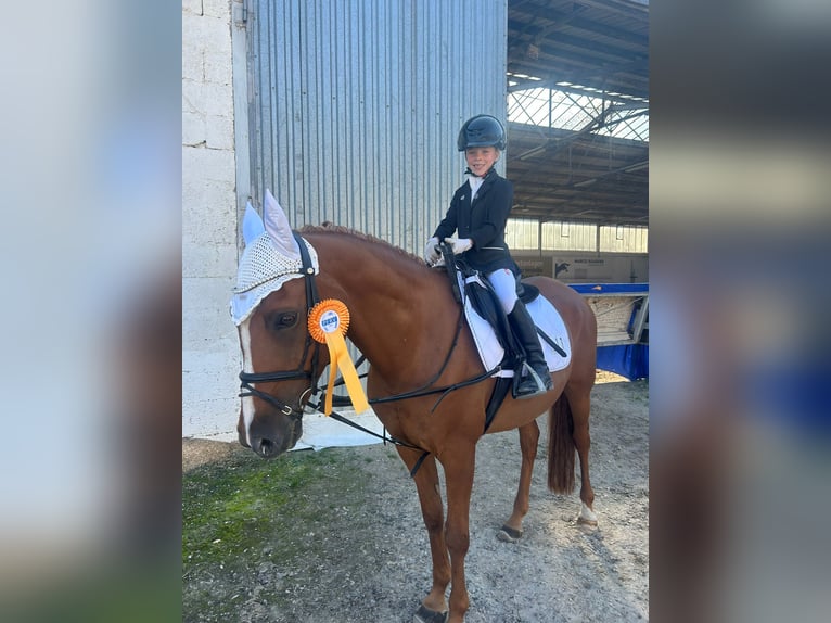 Francuski kuc wierzchowy Wałach 12 lat 148 cm Kasztanowata in Walldorf
