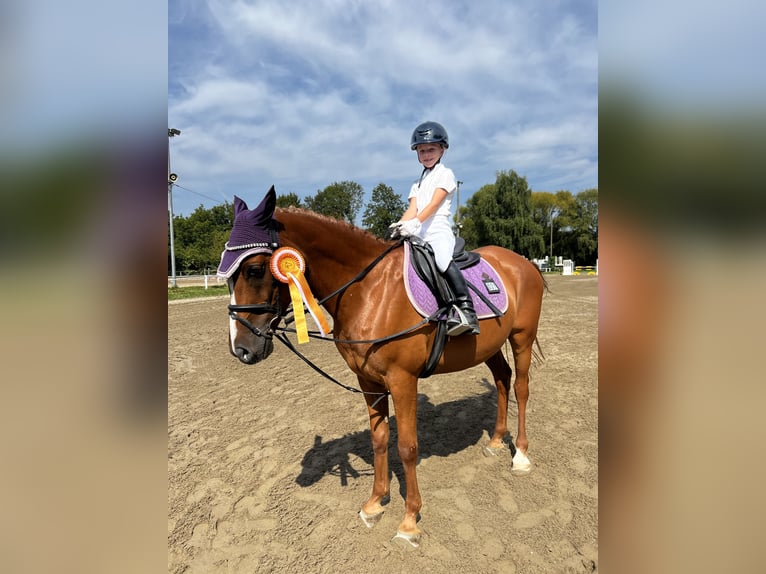 Francuski kuc wierzchowy Wałach 12 lat 148 cm Kasztanowata in Walldorf