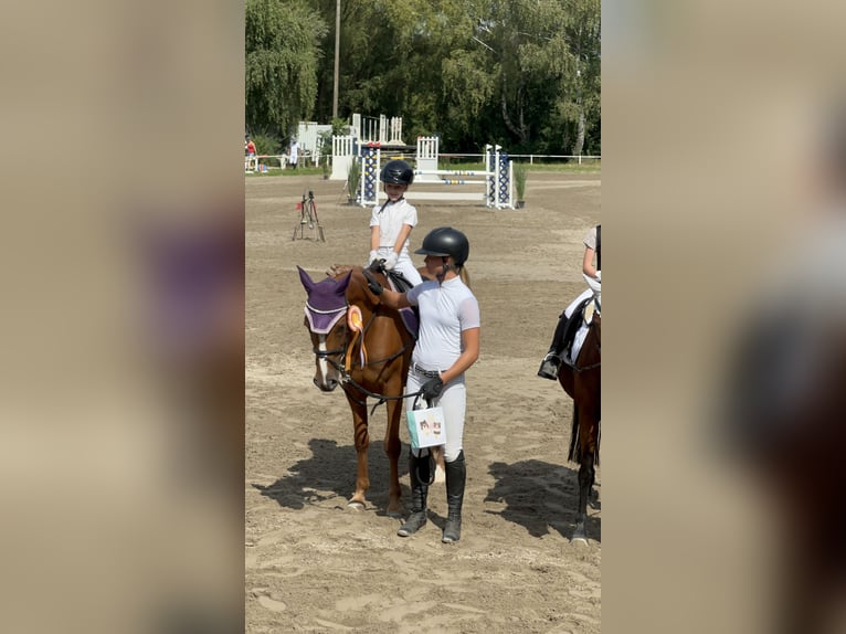 Francuski kuc wierzchowy Wałach 12 lat 148 cm Kasztanowata in Walldorf