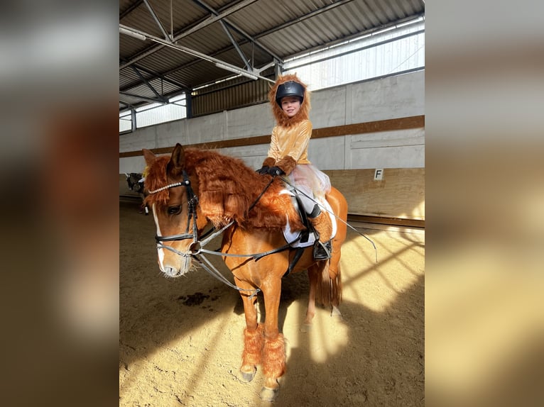 Francuski kuc wierzchowy Wałach 12 lat 148 cm Kasztanowata in Walldorf