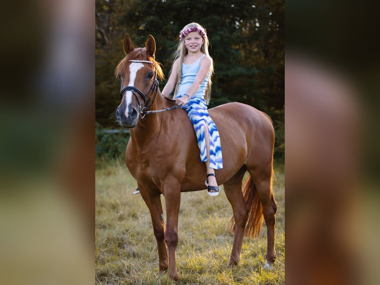 Francuski kuc wierzchowy Wałach 12 lat 148 cm Kasztanowata in Walldorf