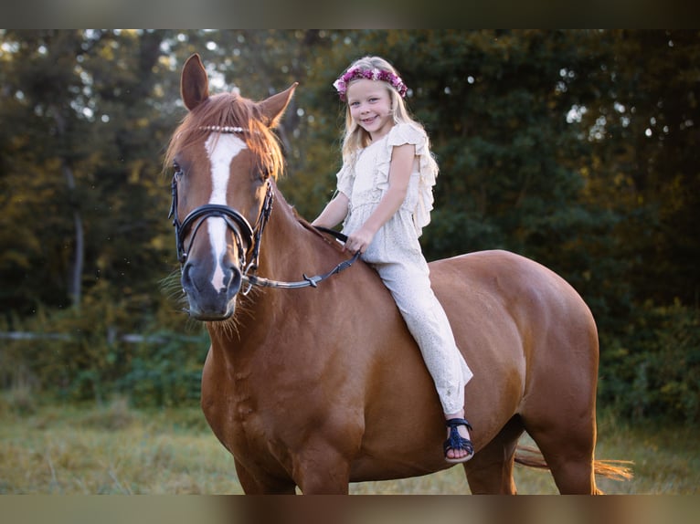 Francuski kuc wierzchowy Wałach 12 lat 148 cm Kasztanowata in Walldorf