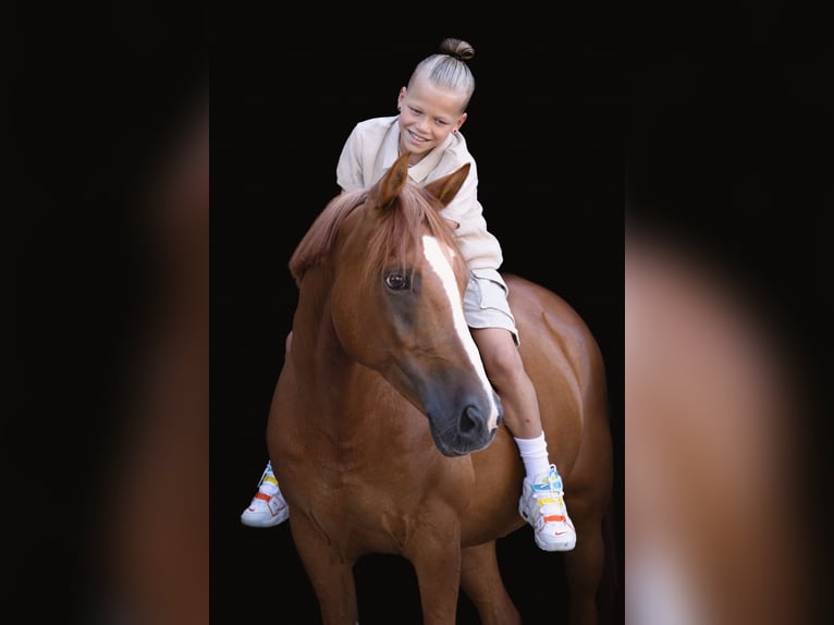Francuski kuc wierzchowy Wałach 12 lat 148 cm Kasztanowata in Walldorf