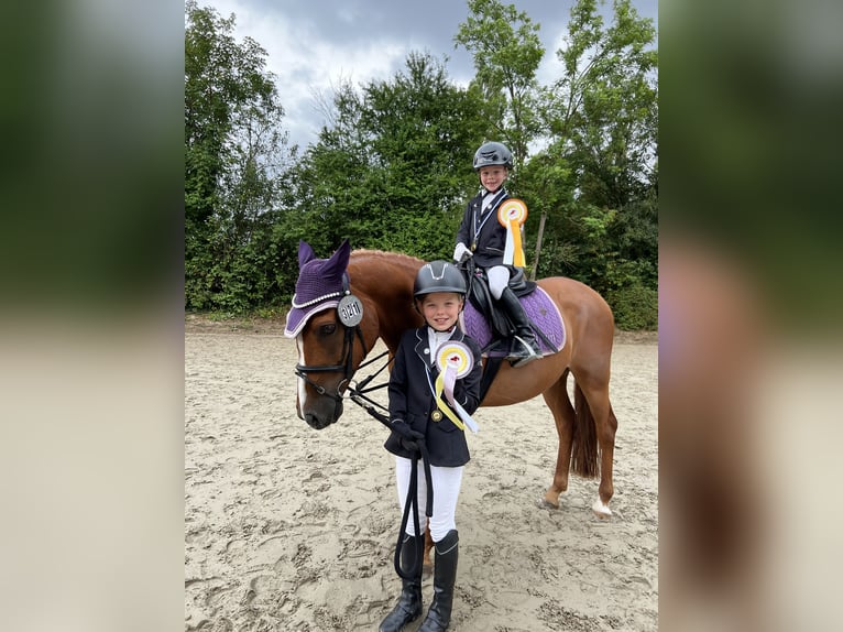 Francuski kuc wierzchowy Wałach 12 lat 148 cm Kasztanowata in Walldorf