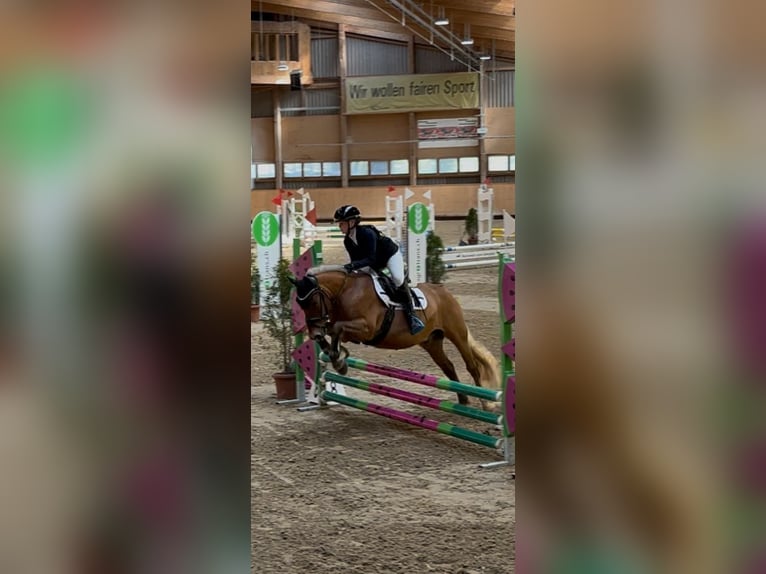 Francuski kuc wierzchowy Wałach 13 lat 135 cm Jasnogniada in Altendorf