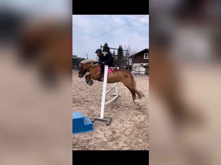 Francuski kuc wierzchowy Wałach 13 lat 135 cm Jasnogniada in Altendorf