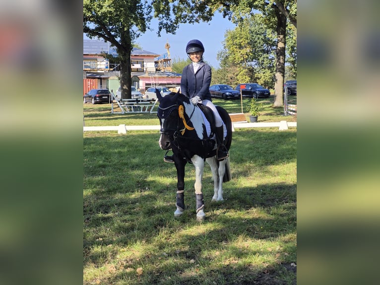 Francuski kuc wierzchowy Mix Wałach 13 lat 138 cm Srokata in Uetze