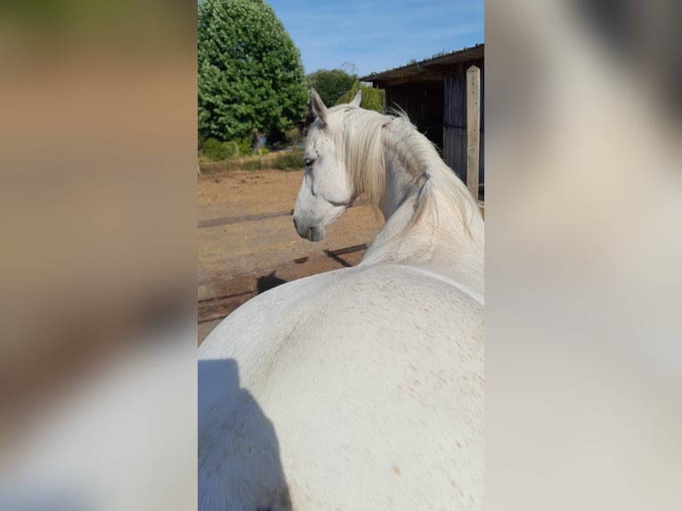 Francuski kuc wierzchowy Wałach 15 lat 152 cm Siwa in Romagny fontenay
