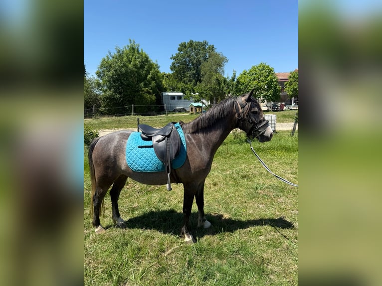 Francuski kuc wierzchowy Wałach 3 lat 134 cm Siwa in Mondavezan