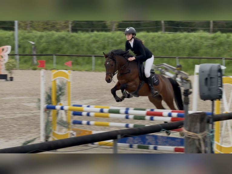 Francuski kuc wierzchowy Wałach 5 lat 148 cm Gniada in Merkwiller-Pechelbronn