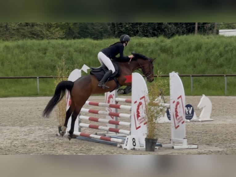 Francuski kuc wierzchowy Wałach 5 lat 148 cm Gniada in Merkwiller-Pechelbronn