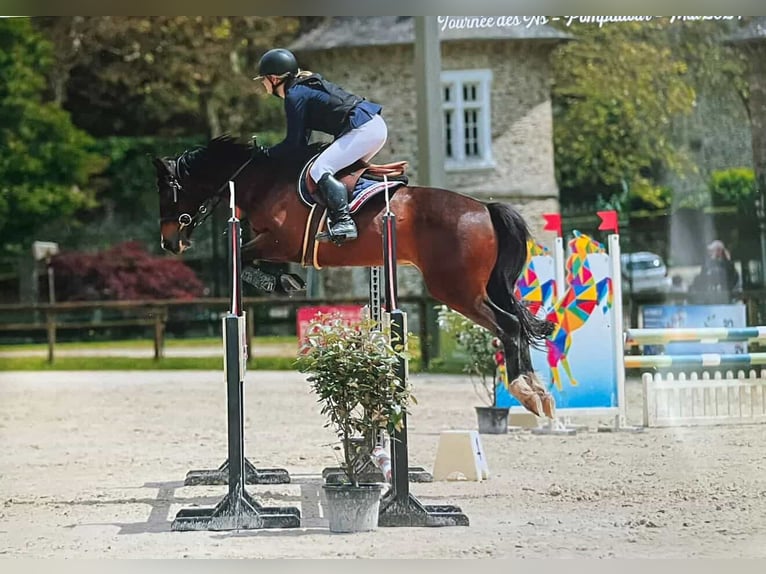 Francuski kuc wierzchowy Wałach 8 lat 149 cm Gniada in Brive-la-Gaillarde