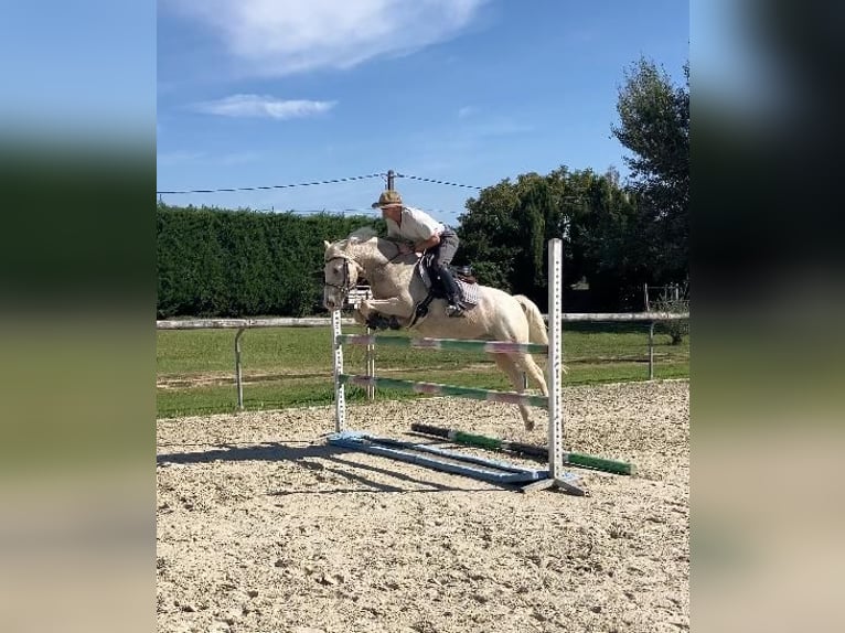Francuski kuc wierzchowy Wałach 9 lat 145 cm Izabelowata in Hautes Alpes