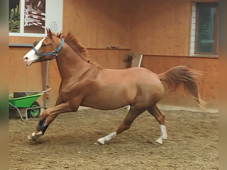 Francuski kuc wierzchowy Wałach 11 lat 148 cm Kasztanowata in Wiesendangen