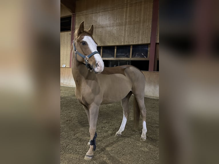 Francuski kuc wierzchowy Wałach 12 lat 148 cm Kasztanowata in Wiesendangen