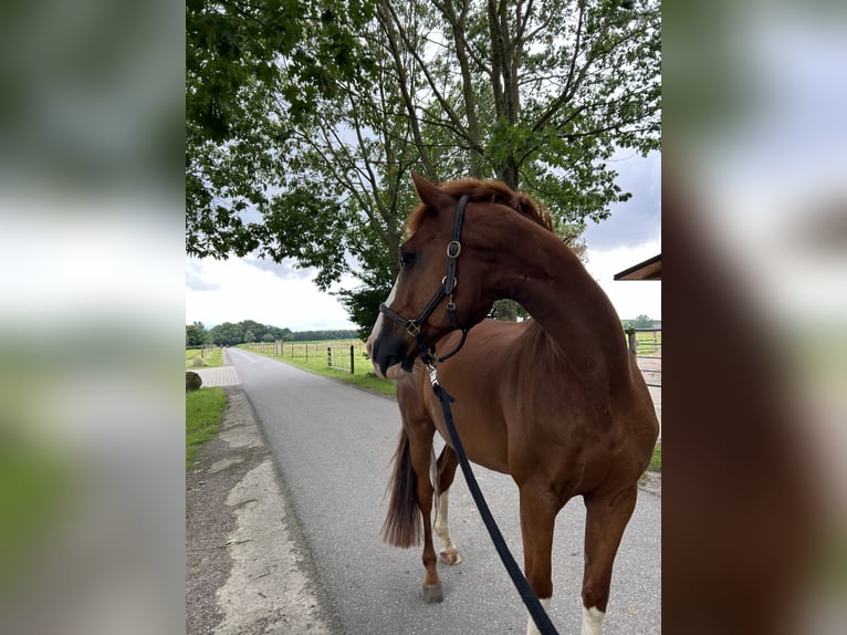 Francuski kuc wierzchowy Wałach 15 lat 158 cm Kasztanowata in Wildeshausen