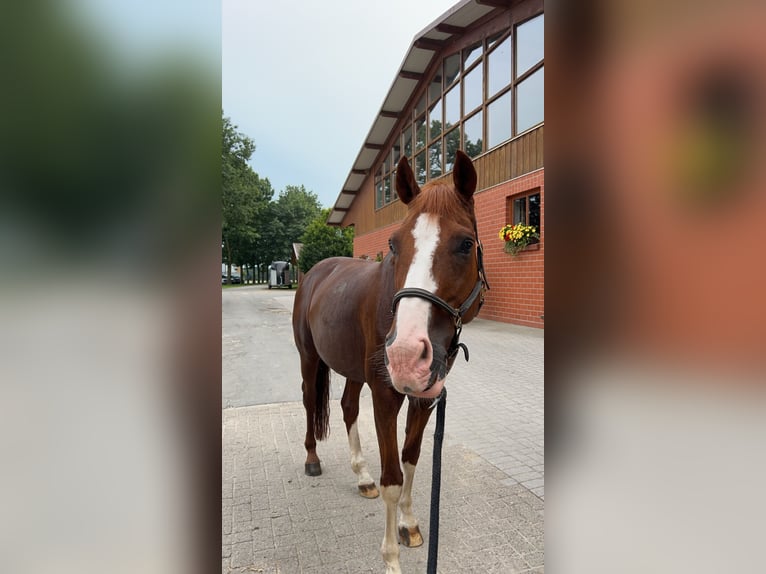 Francuski kuc wierzchowy Wałach 15 lat 158 cm Kasztanowata in Wildeshausen