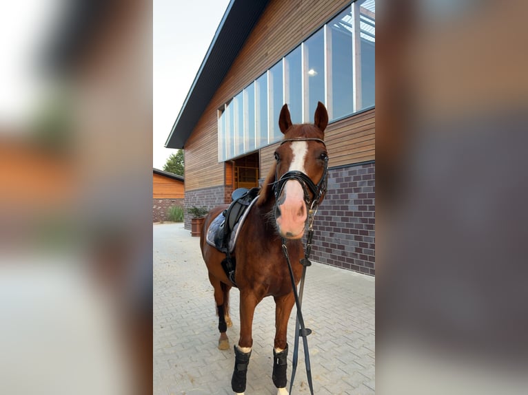 Francuski kuc wierzchowy Wałach 15 lat 158 cm Kasztanowata in Wildeshausen