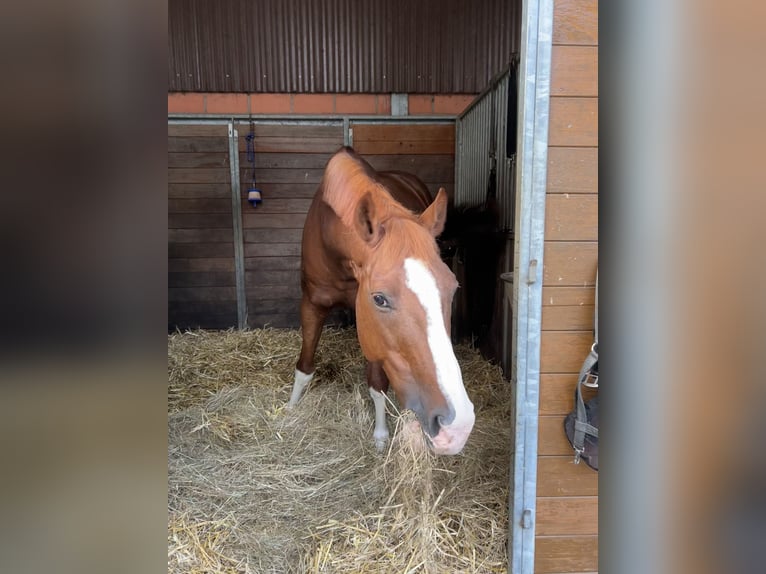 Francuski kuc wierzchowy Wałach 15 lat 158 cm Kasztanowata in Wildeshausen