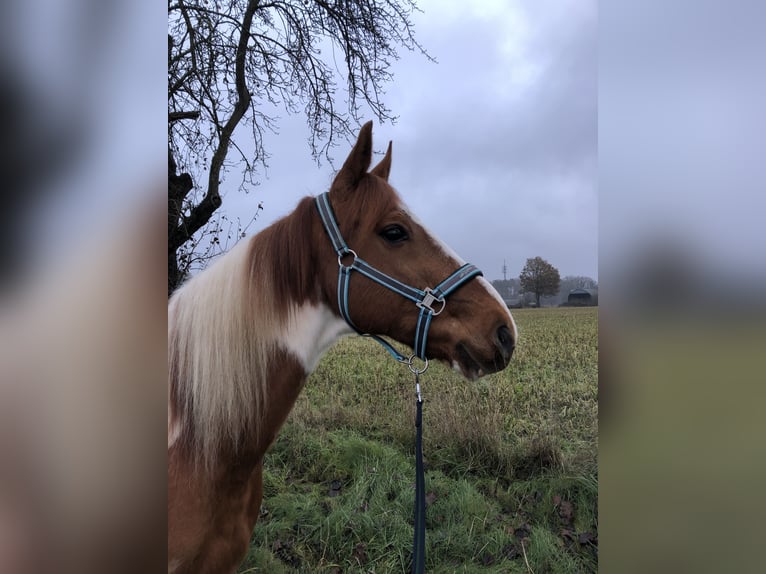 Francuski kuc wierzchowy Wałach 16 lat 155 cm Srokata in Uelzen