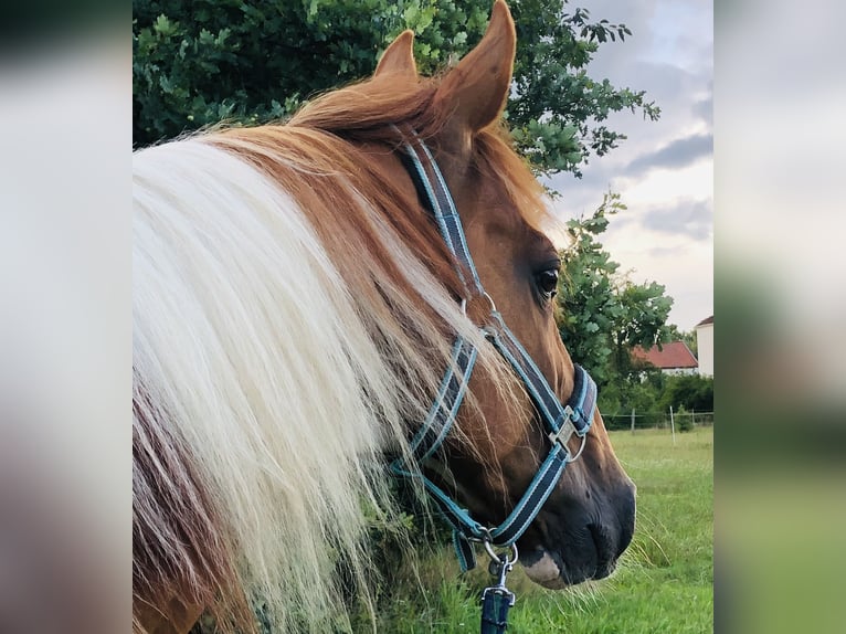 Francuski kuc wierzchowy Wałach 16 lat 155 cm Srokata in Uelzen