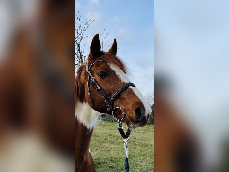 Francuski kuc wierzchowy Wałach 16 lat 155 cm Srokata in Uelzen