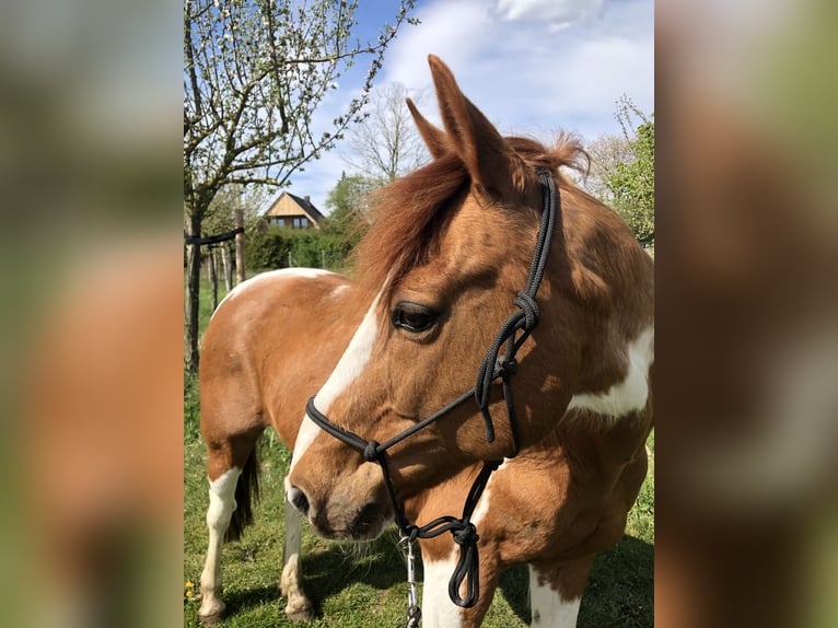 Francuski kuc wierzchowy Wałach 16 lat 155 cm Srokata in Uelzen