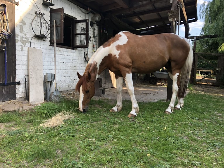 Francuski kuc wierzchowy Wałach 16 lat 155 cm Srokata in Uelzen