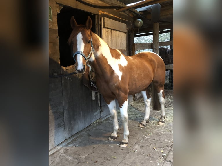 Francuski kuc wierzchowy Wałach 16 lat 155 cm Srokata in Uelzen