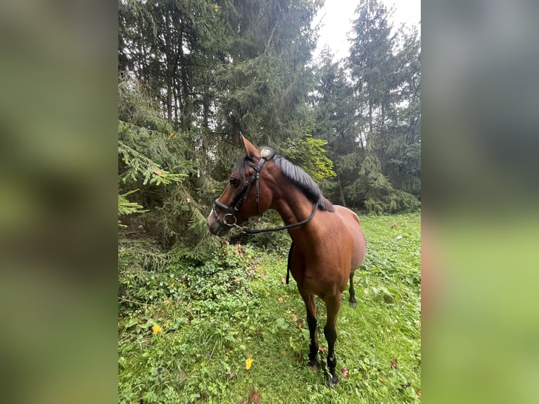 Francuski kuc wierzchowy Wałach 21 lat 147 cm Gniada in Friedberg