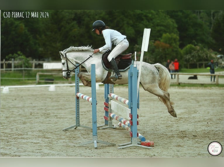 Francuski kuc wierzchowy Wałach 4 lat 132 cm Siwa in Bressols