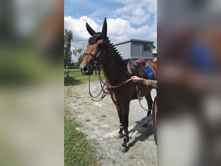 Francuski kuc wierzchowy Wałach 4 lat 148 cm Gniada in Saint-Lô