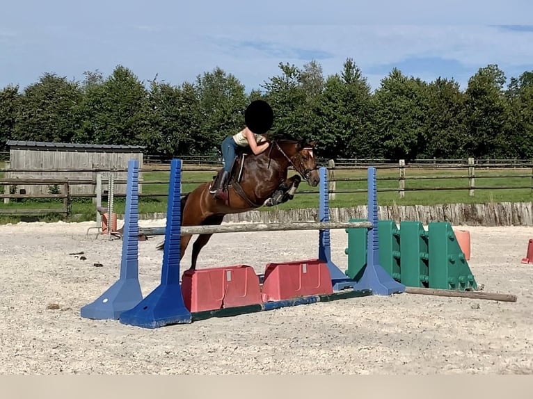 Francuski kuc wierzchowy Wałach 5 lat 140 cm Gniada in Champéon