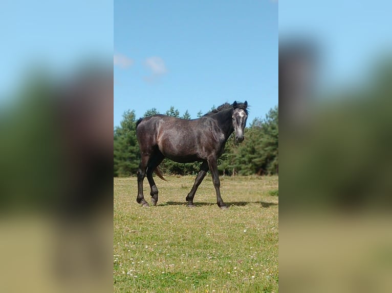 Francuski kuc wierzchowy Wałach 5 lat 147 cm Siwa in saint martin du bois. Segre