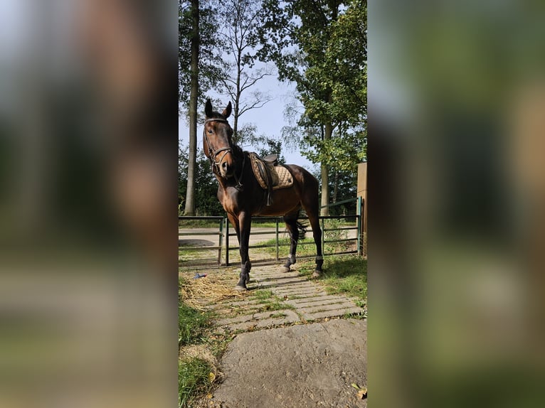 Francuski kuc wierzchowy Wałach 7 lat 170 cm Gniada in Susteren