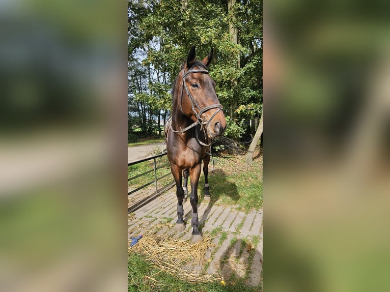 Francuski kuc wierzchowy Wałach 7 lat 170 cm Gniada in Susteren