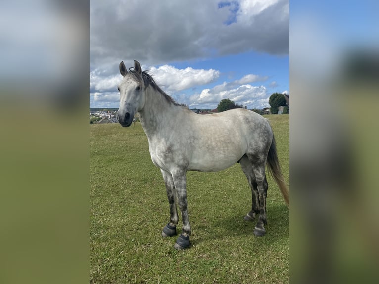 Francuski kuc wierzchowy Mix Wałach 9 lat 147 cm Siwa jabłkowita in Contern