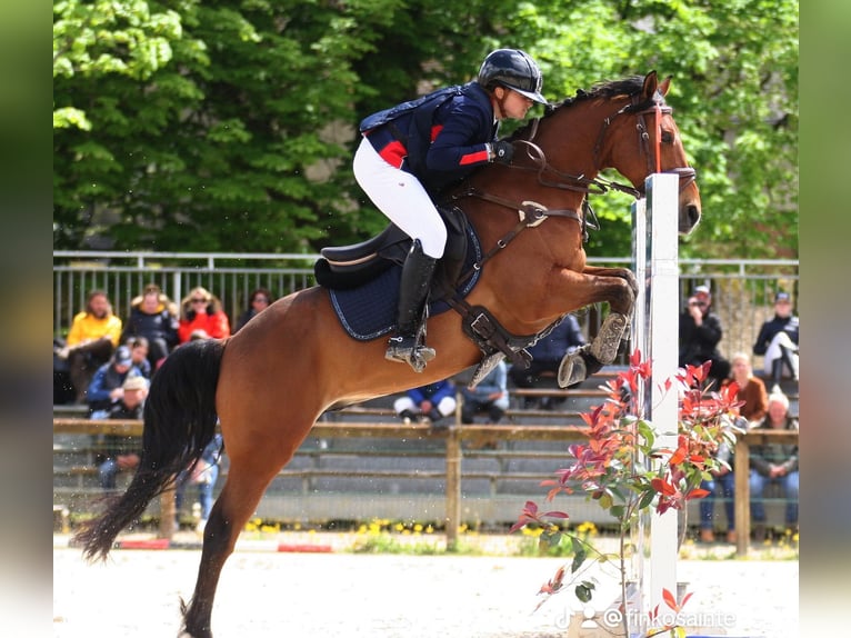 Francuski kuc wierzchowy Wałach 9 lat 148 cm Gniada in Maisons-Laffitte