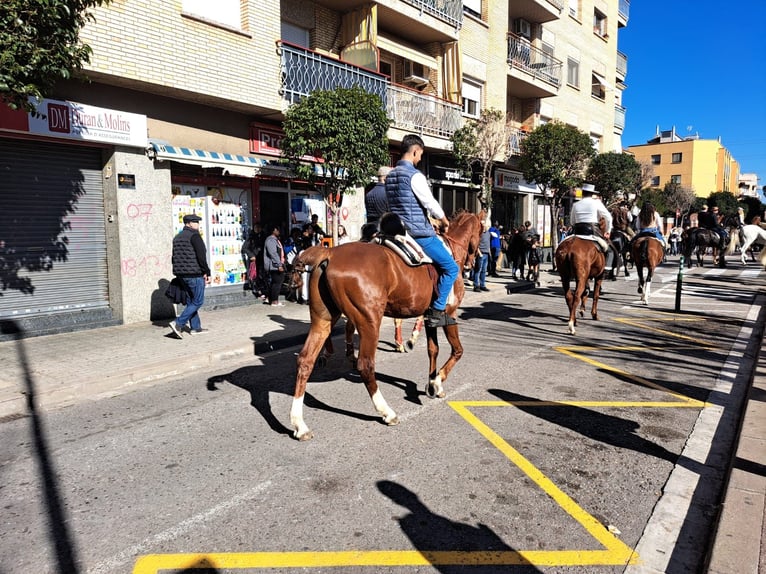 Franse draver Hengst 11 Jaar Vos in Santa perpetua