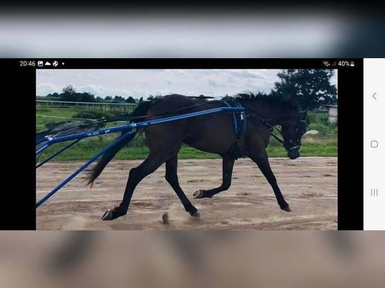 Franse draver Hengst 3 Jaar 150 cm Bruin in Wiekevorst