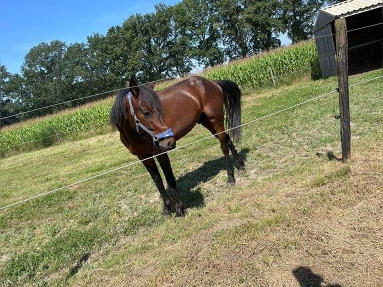 Franse draver Hengst 3 Jaar 150 cm Bruin in Wiekevorst