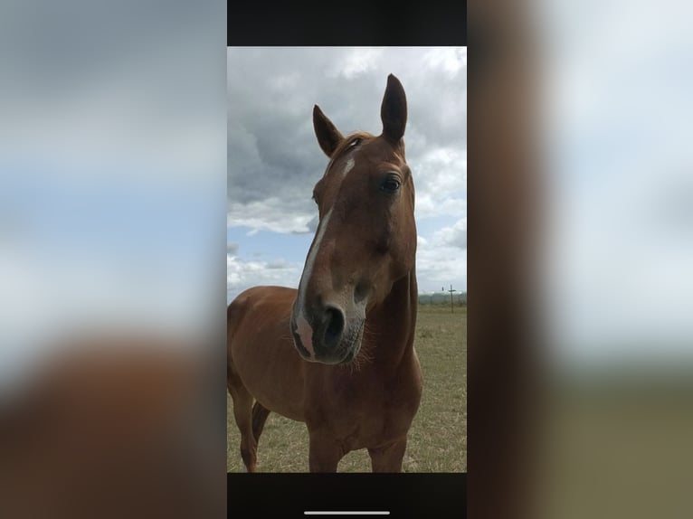 Franse draver Hengst 7 Jaar 163 cm Donkere-vos in Strazeele