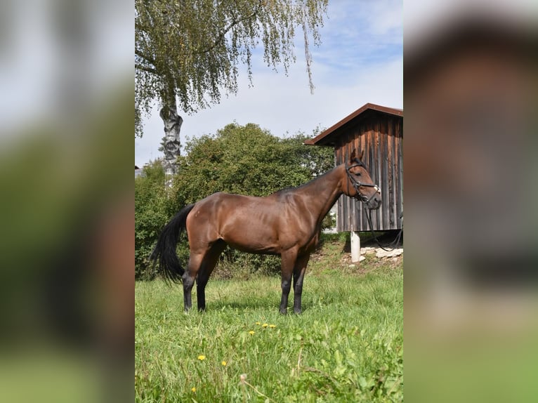 Franse draver Merrie 10 Jaar 157 cm Bruin in Arnstorf