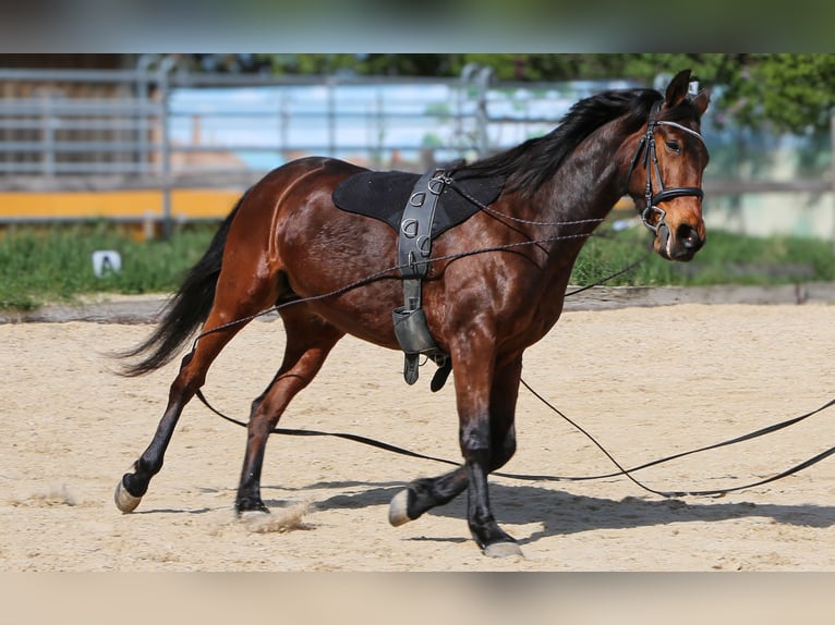 Franse draver Merrie 10 Jaar 162 cm Bruin in Haderswörth