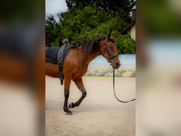 Franse draver Merrie 10 Jaar 162 cm Bruin in Haderswörth