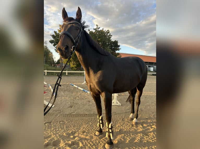 Franse draver Merrie 10 Jaar 162 cm Donkerbruin in Werder