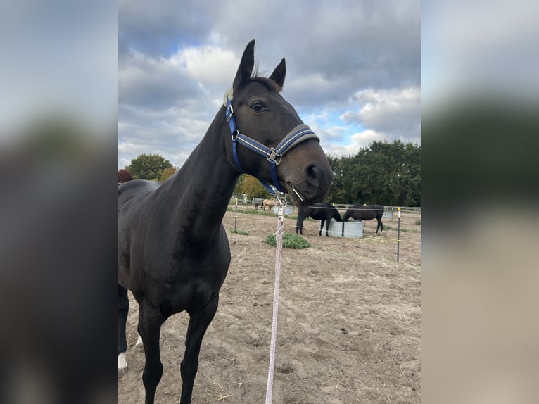 Franse draver Merrie 10 Jaar 162 cm Donkerbruin in Werder