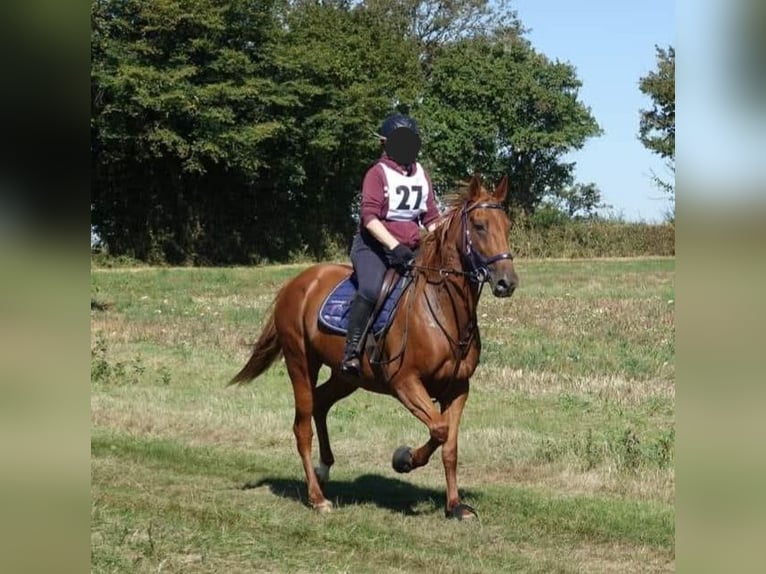 Franse draver Merrie 10 Jaar 165 cm Vos in Jouillat